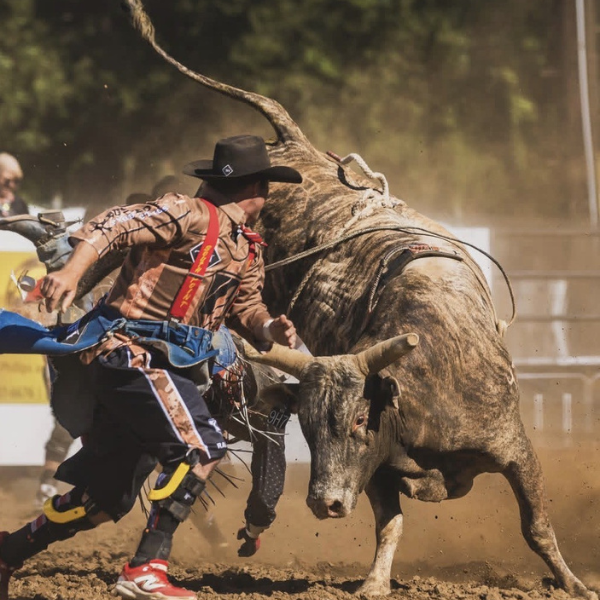 Josh Daries Bullfighter